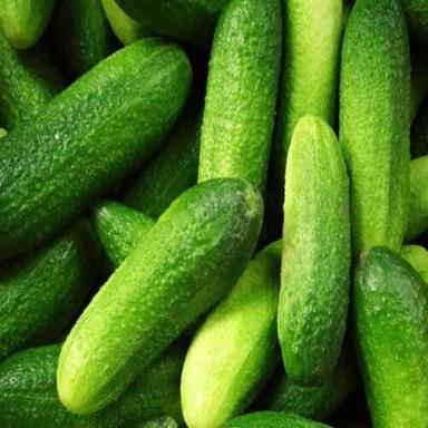 Healthy And Natural Fresh Gherkins Shelf Life: 7 Days