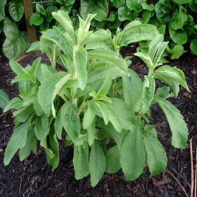 Organic Green Stevia Plant