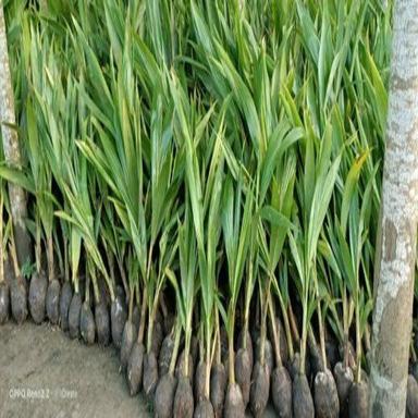 हरा ताजा और प्राकृतिक नारियल का पौधा