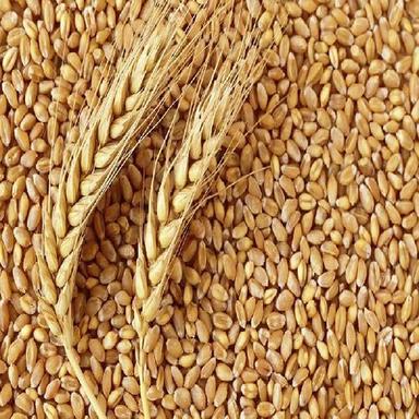 Organic Healthy And Natural Wheat Seeds