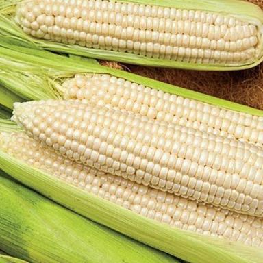 Organic Healthy And Natural Whole White Corn
