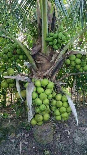 Green Natural Dwarf Coconut Plants