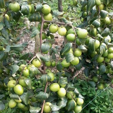 Organic Apple Ber Plant