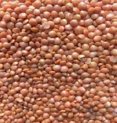 Brown Whole Masoor Dal For Cooking