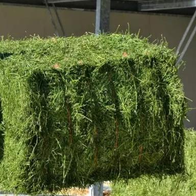 Green Alfalfa Hay For Animal Feeding