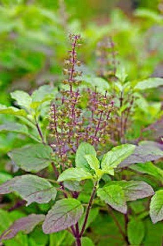 Fresh Herbs 100% Pure And Natural Basil Leaves (Tulsi)