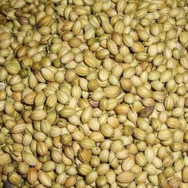 Green Healthy And Natural Coriander Seeds