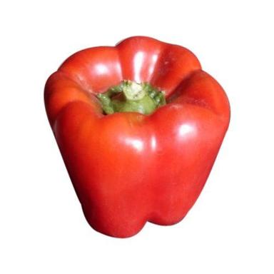 Healthy And Natural Fresh Red Capsicum Shelf Life: 1-2 Week