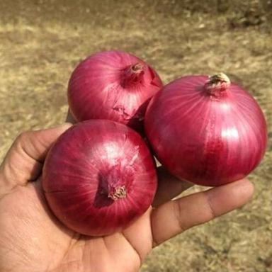 Round Healthy And Natural Fresh Red Onion