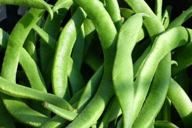 Green Healthy And Natural Fresh Runner Beans