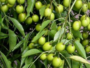 Herbal Product Green Natural Neem Fruit