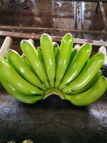 Green Premium Cavendish G9 Banana