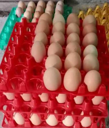  पोल्ट्री फार्म ताजा अंडे अंडे की उत्पत्ति: चिकन 