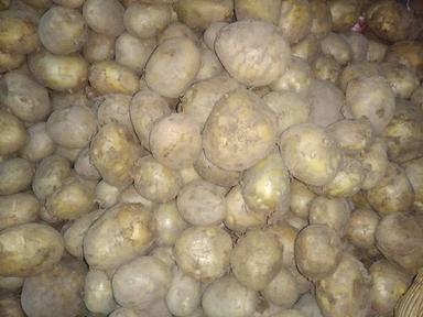 Round Healthy And Natural Fresh Potato