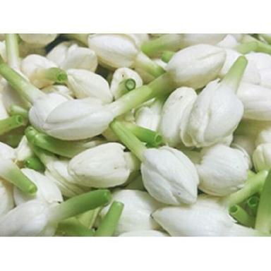 White Natural Fresh Jasmine Flowers 