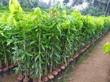 Green Nursery Mango Plant