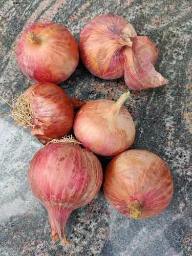 Round Indian Origin Red Onion