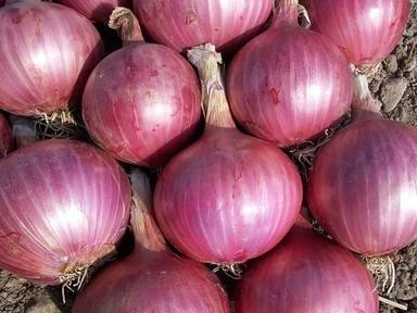Round Impurity Free Red Onion