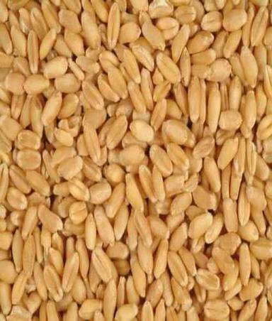 Raw Wheat 