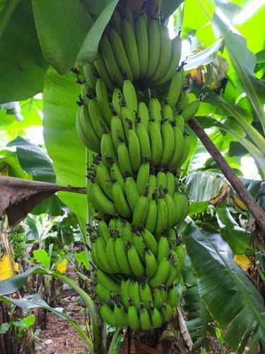 Open Air Fresh Green Banana (G9)