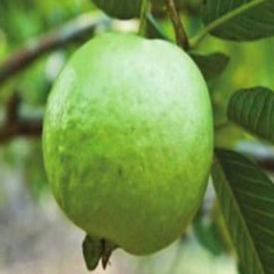 Green Healthy And Natural Fresh Guava