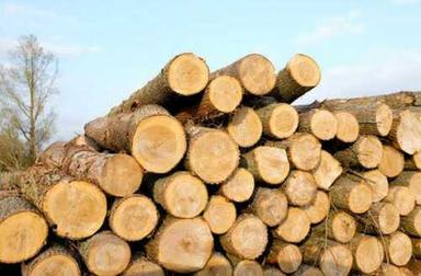Heavy Duty Timber Logs Grade: A-Grade