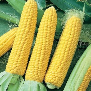Yellow Healthy And Natural Fresh Sweet Corn
