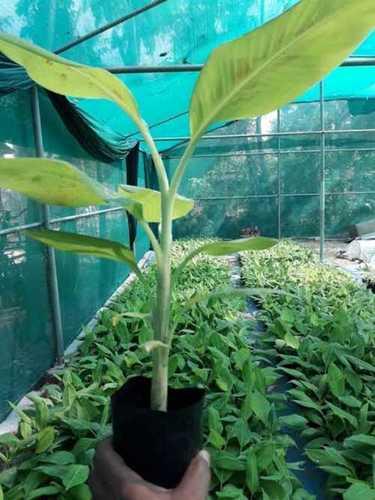 Green Banana G9 Tissue Culture Plants