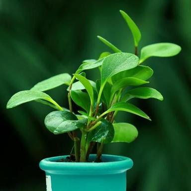 Green Baby Rubber Plant Shelf Life: 1 Years