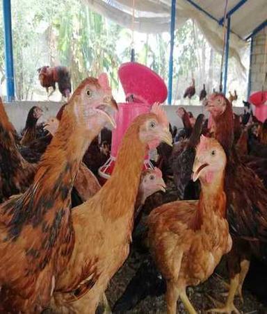 Aseel Cross Country Chicken For Farming