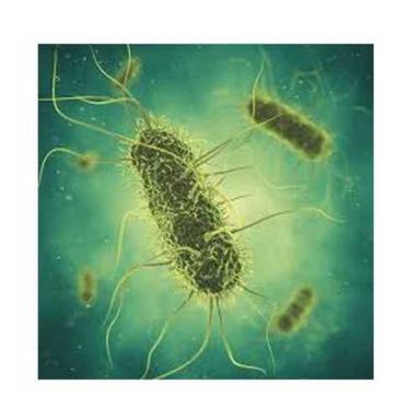 Organic Azotobacter Biofertilizer Culture Purity(%): 99%