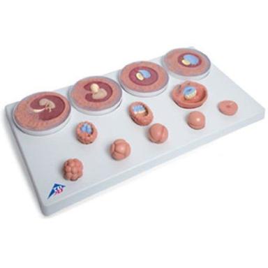 Pvc Medical Science Embryonic Development Anatomical Model