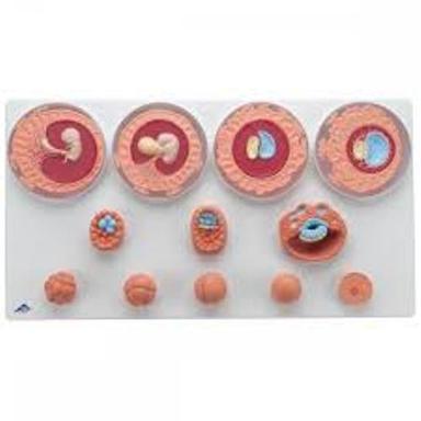 Pvc Medical Science Embryonic Development Anatomical Model