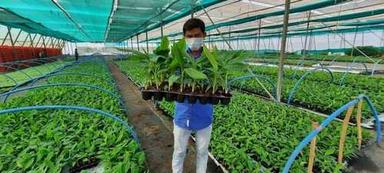 Green G9 Banana Fruit Plant