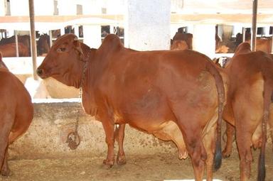 Red Sahiwal Dairy Cow