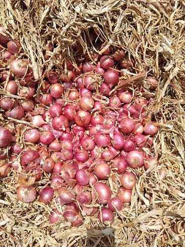 Fresh Onion Shelf Life: 7 Days Days