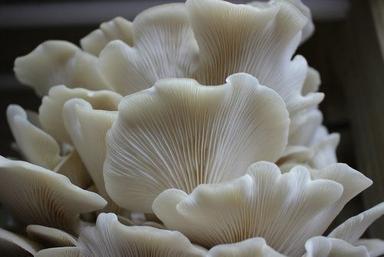 White A Grade Oyster Mushroom