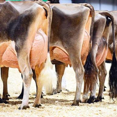 Healthy Pregnant Holstein Heifers Dairy Cows Gender: Female