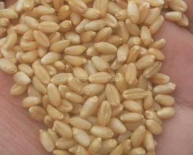 Organic Brown Color Milling Wheat