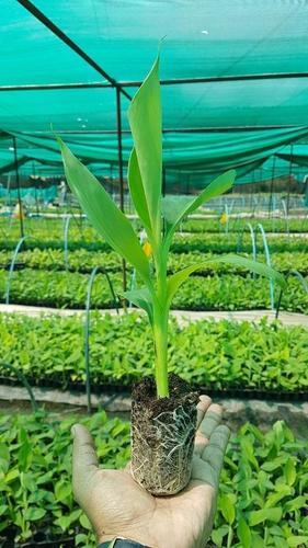Green Banana Plant
