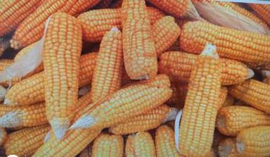 Yellow Maize Food Grains