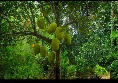 Fresh Tasty Green Jackfruit 