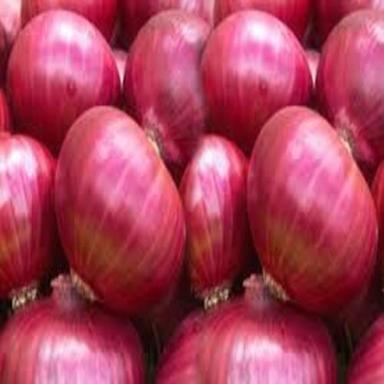 Healthy And Natural Fresh Onion Shelf Life: 1 Months
