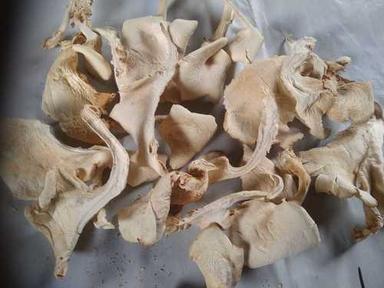 Pale Yellow; White Fat Free Dried Oyster Mushroom