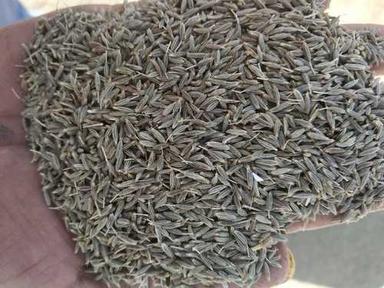Grey Dried And Cleaned Cumin Seed