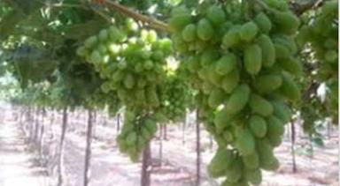 Green Pesticide Free Fresh Grapes
