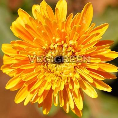 Yellow Natural And Fresh Chrysanthemum Flower
