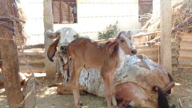 All Soapstone Colors Will Be Vary Healthy Gir Cow