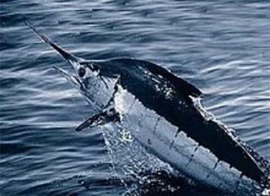 Nil Export Quality Fresh Marlin Fish