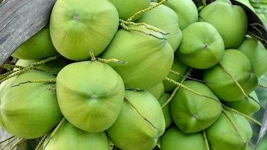Organic Natural Fresh Green Coconut